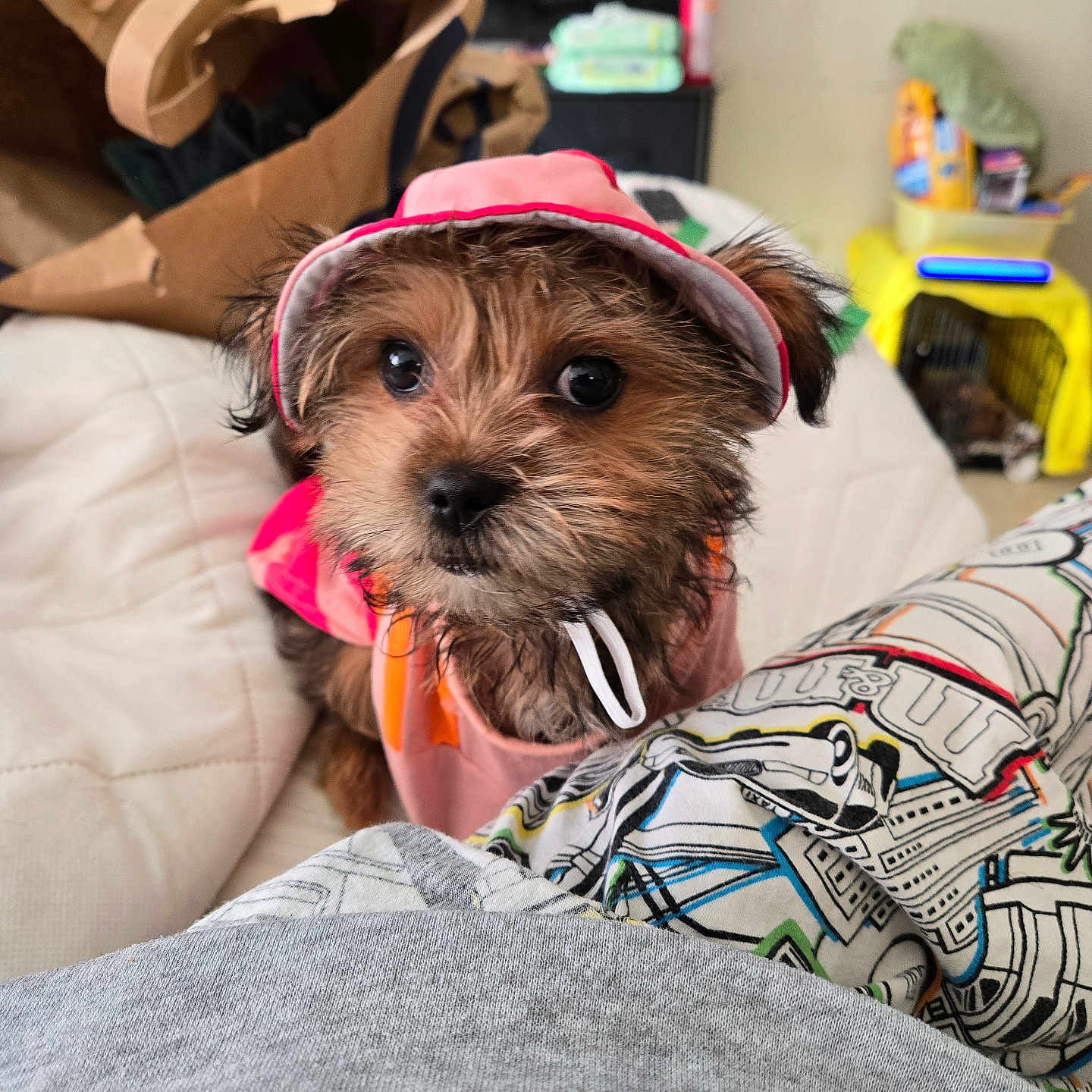 Maya Angelou is registered to the contest to win money with this photo: animal, bed, blanket, cozy, cute, dog, domestic, ears, eyes, face, fur, hat, indoor, looking, nose, pet, pink_clothing, puppy, small_dog, young