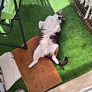 Titine a rejoint le concours — aidez-le/la à gagner de superbes lots ! animal, artificial_grass, basket, belly_up, black_fur, blue_eyes, brown_fur, cat, chair, doormat, food_bowl, outdoor, patio, pet, playful, portrait, relaxed, shadow, sunlight, white_fur