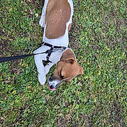 Abby participe au concours pour gagner de l'argent avec cette photo : animal, brown, canine, collar, cute, dog, fur, grass, greenery, leash, nature, outdoor, pet, playful, puppy, relaxed, tongue, walk, white, young