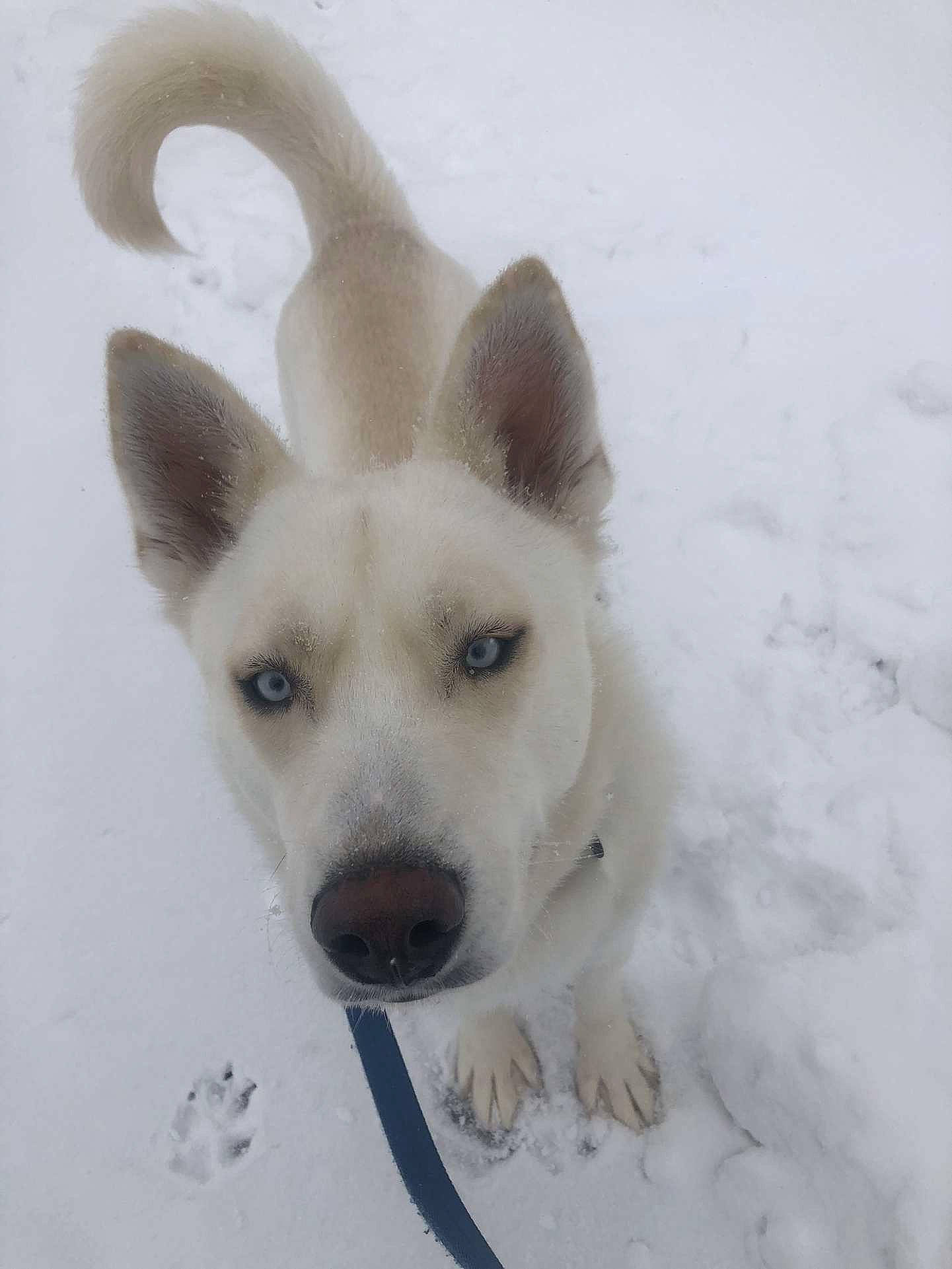 Casanova is registered to the contest to win money with this photo: ancient_dog_breeds, canidae, carnivore, companion_dog, dog, dog_breed, fawn, fur, jaw, non_sporting_group, snout, snow, sporting_group, tail, terrestrial_animal, whiskers, wildlife, winter, working_animal, working_dog