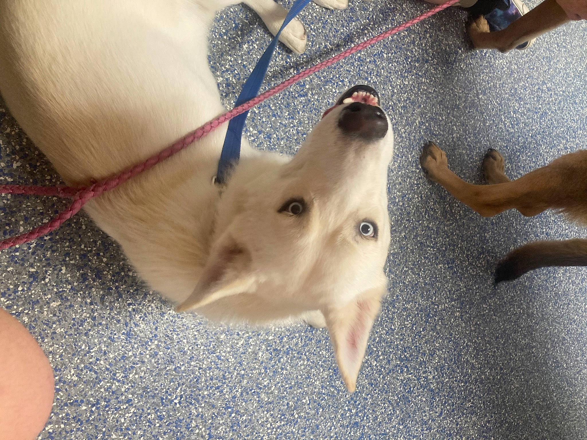 Casanova is registered to the contest to win money with this photo: canidae, carnivore, collar, companion_dog, dog, dog_breed, fawn, felidae, foot, fur, leash, non_sporting_group, paw, small_to_medium_sized_cats, snout, sporting_group, tail, toy_dog, whiskers, working_animal