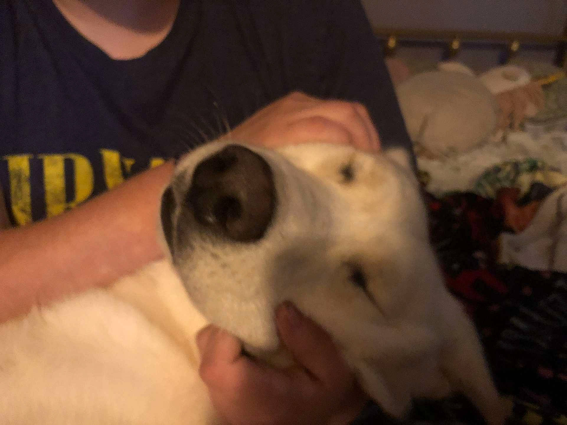 Casanova joined the competition — help win amazing prizes! canidae, carnivore, companion_dog, dog, dog_breed, ear, fawn, fun, fur, jaw, nail, non_sporting_group, puppy, puppy_love, snout, sporting_group, t_shirt, whiskers, working_animal