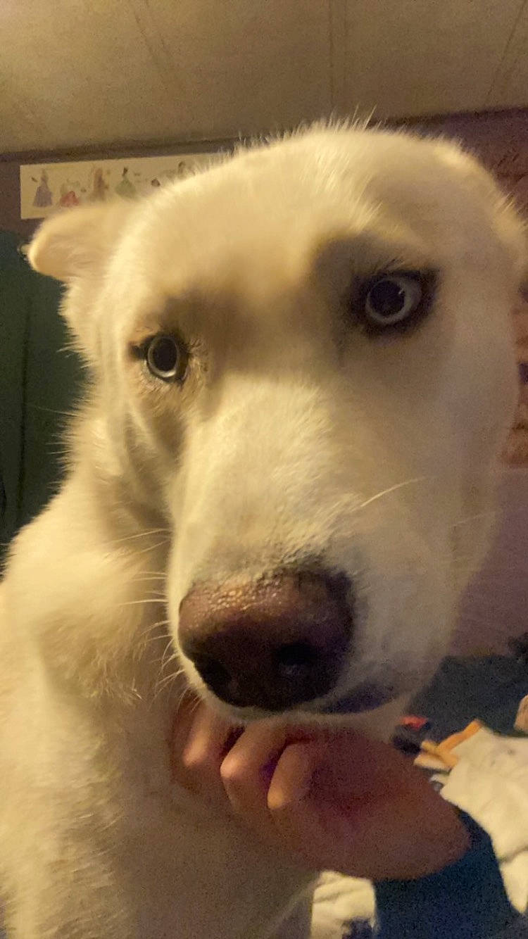 Casanova joined the competition — help win amazing prizes! ancient_dog_breeds, canidae, carnivore, companion_dog, dog, dog_breed, eye, fur, jaw, non_sporting_group, snout, sporting_group, street_dog, terrestrial_animal, whiskers, working_animal, working_dog