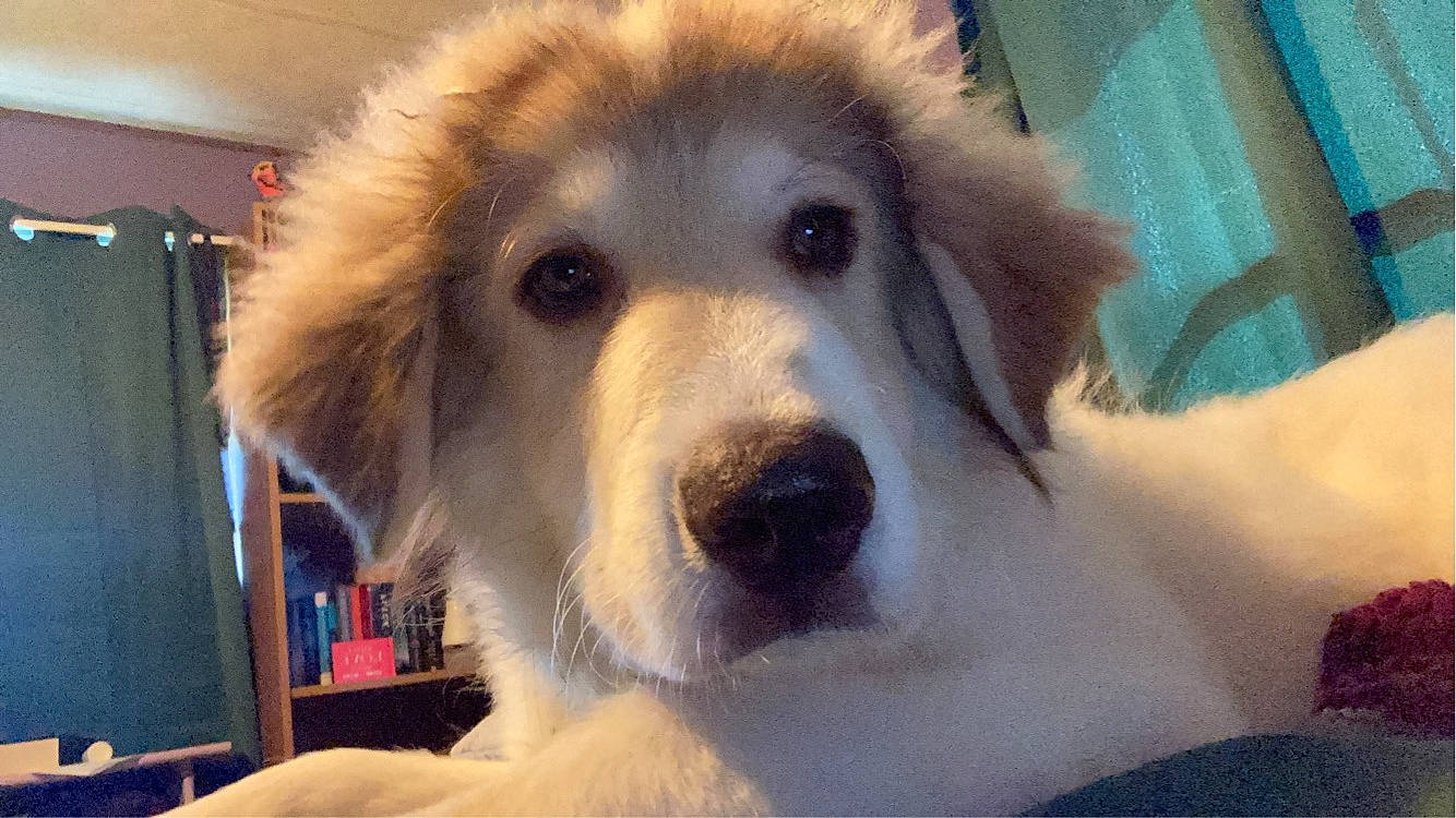 Simon joined the competition — help win amazing prizes! bookcase, canidae, carnivore, companion_dog, dog, dog_breed, fang, fawn, flooring, fur, fur_clothing, giant_dog_breed, jaw, shelf, snout, sporting_group, terrestrial_animal, tibetan_mastiff, whiskers, working_animal