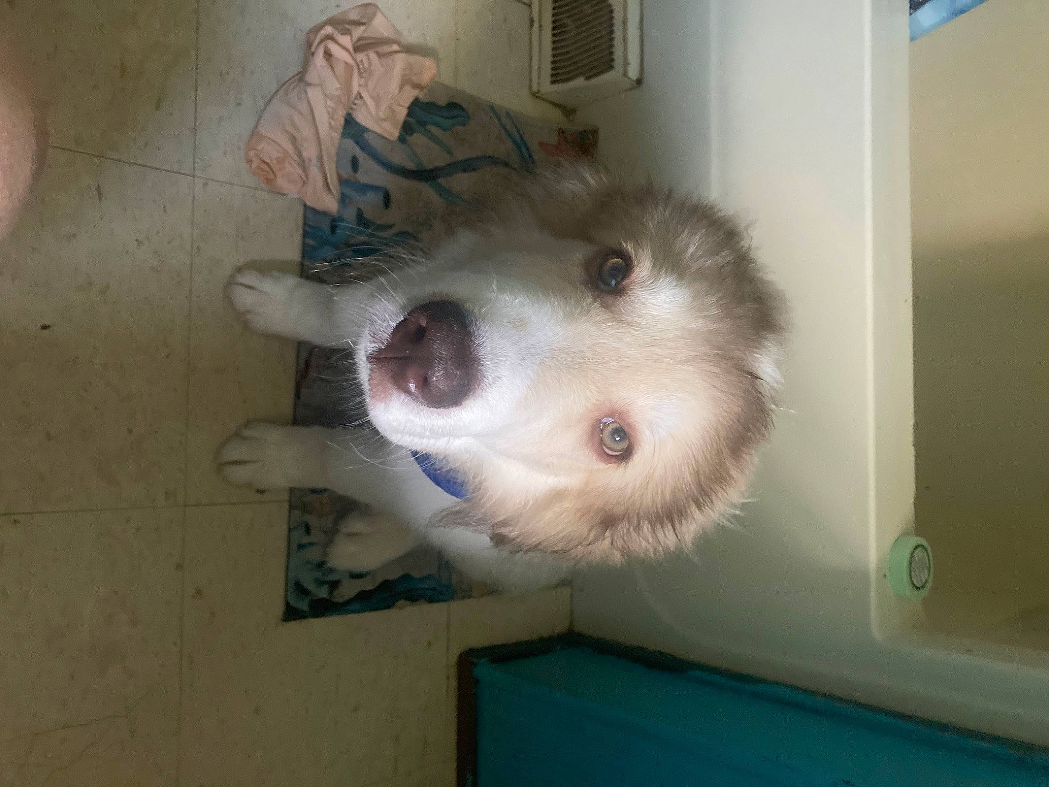 Simon is registered to the contest to win money with this photo: canidae, carnivore, companion_dog, dog, dog_breed, fawn, flooring, fur, jaw, non_sporting_group, snout, sporting_group, whiskers