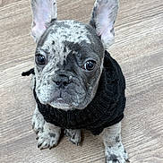 Oreo joined the competition — help win amazing prizes! french_bulldog, puppy, dog, black_sweater, knitted_sweater, spotted_coat, curious, cute, pet, indoor, wooden_floor, small_dog, sitting, looking_up, ears_up, adorable, young_dog, domestic_animal, companion, animal