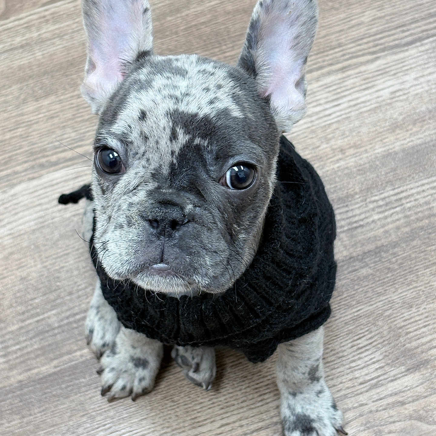 Oreo joined the competition — help win amazing prizes! adorable, animal, black_sweater, companion, curious, cute, dog, domestic_animal, ears_up, french_bulldog, indoor, knitted_sweater, looking_up, pet, puppy, sitting, small_dog, spotted_coat, wooden_floor, young_dog