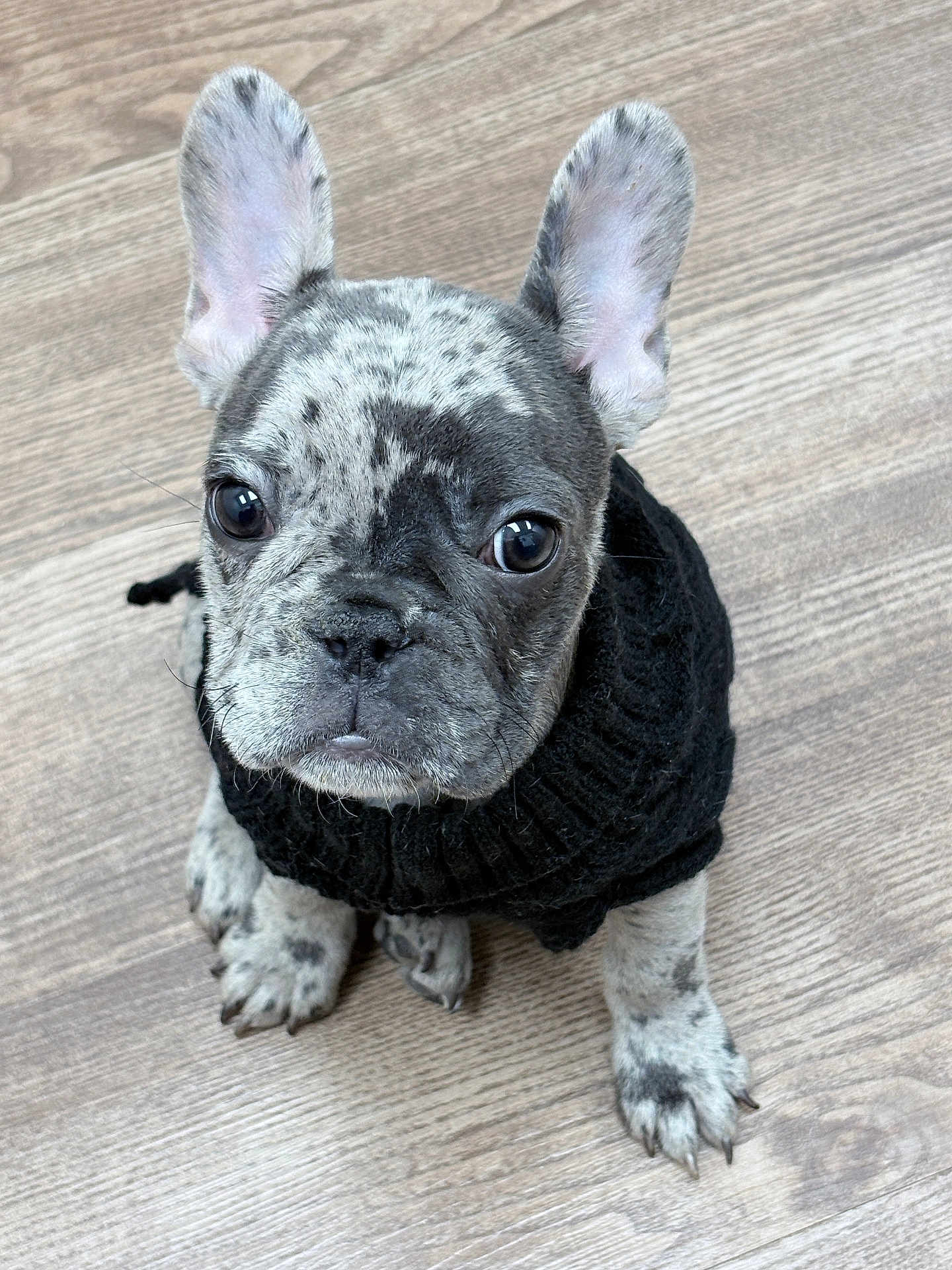 Oreo joined the competition — help win amazing prizes! french_bulldog, puppy, dog, black_sweater, knitted_sweater, spotted_coat, curious, cute, pet, indoor, wooden_floor, small_dog, sitting, looking_up, ears_up, adorable, young_dog, domestic_animal, companion, animal