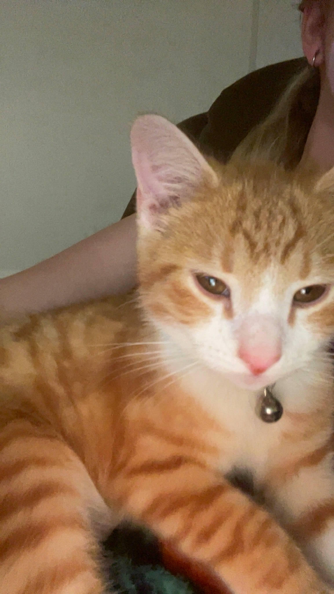 Mini is registered to the contest to win money with this photo: carnivore, cat, claw, comfort, domestic_short_haired_cat, fawn, felidae, fur, paw, small_to_medium_sized_cats, snout, tail, whiskers, window, wood