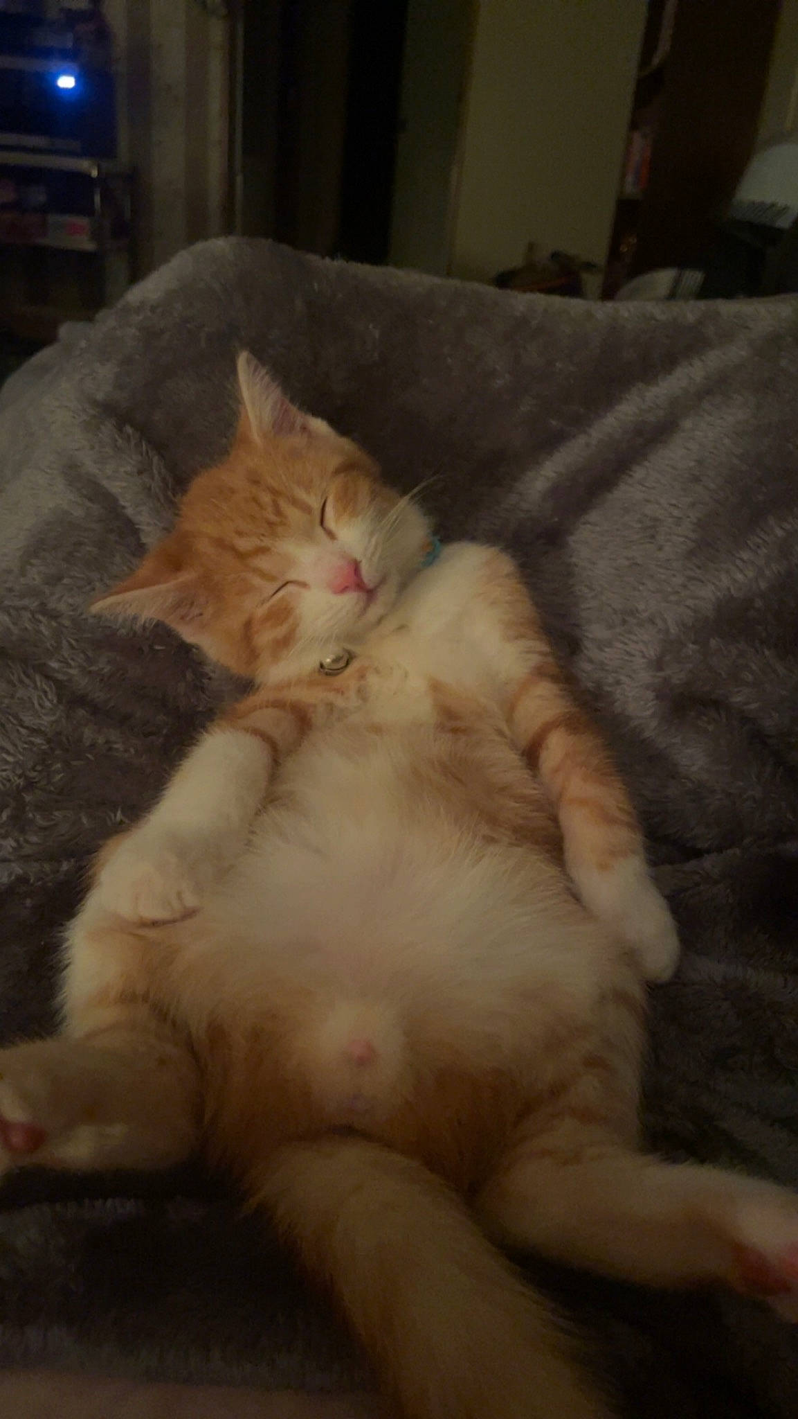 Mini joined the competition — help win amazing prizes! bed, bedding, carnivore, cat, claw, comfort, domestic_short_haired_cat, fawn, felidae, foot, fur, lap, nap, paw, room, sleep, small_to_medium_sized_cats, snout, tail, whiskers