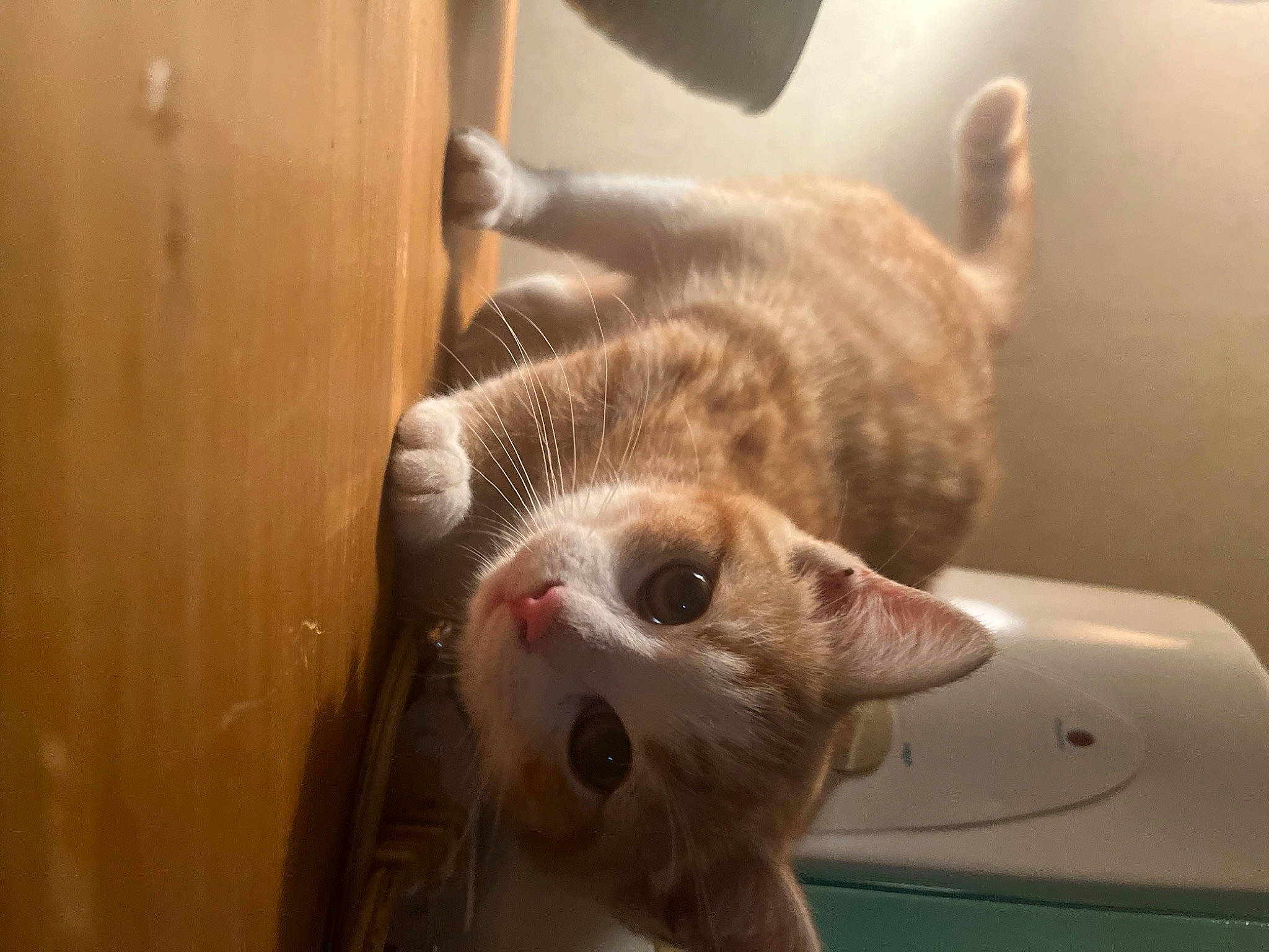 Punkin is registered to the contest to win money with this photo: carnivore, cat, claw, domestic_short_haired_cat, ear, fawn, felidae, fur, hardwood, mammal, paw, room, small_to_medium_sized_cats, snout, tail, whiskers, wood