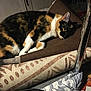 cat, calico_cat, pet, animal, sleeping, resting, indoor, cushion, brown, white, black, orange, fur, comfort, relaxation, home, furniture, fabric, quiet, cozy