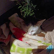 Eleos participe au concours pour gagner de l'argent avec cette photo : animal, blanket, cat, closeup, comfort, cozy, cute, domestic, feline, fur, home, indoor, peaceful, pet, quiet, relaxing, resting, sleeping, soft, warm