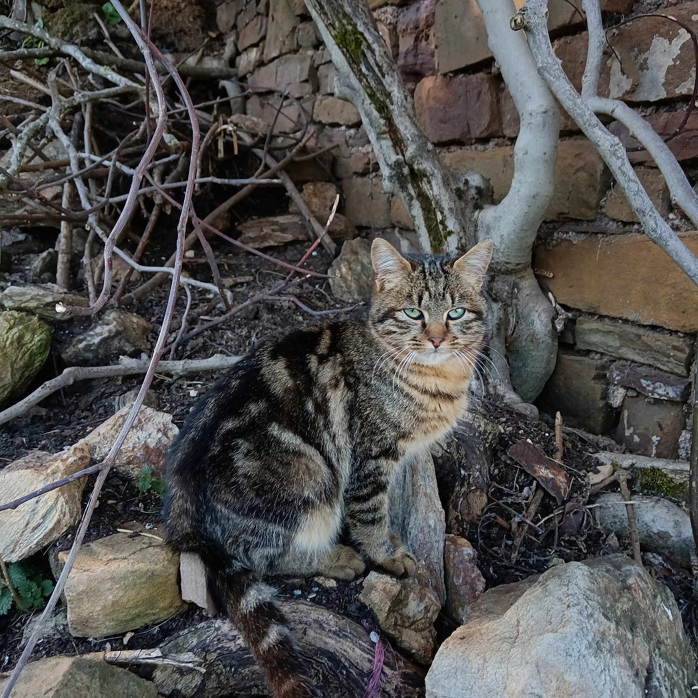 Minette a rejoint le concours — aidez-le/la à gagner de superbes lots ! abyssinian, animal, architecture, building, cat, den, indoors, kitten, manx, ocelot, path, pet, plant, rock, rubble, slate, soil, tree, wall, wood