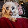 dog, person, close_up, smiling, blanket, indoor, couch, curly_fur, face, pet, relaxed, friendship, cozy, comfort, home, cute, animal, person_smiling, fur, snuggling