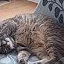 Lucky participe au concours pour gagner de l'argent avec cette photo : animal, carnivore, cat, chair, cozy, cute, domestic, fluffy, fur, furniture, gray_cat, indoor, nap, pattern, paw, pet, relaxed, resting, sleeping, whiskers