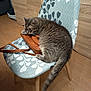 Lucky participe au concours pour gagner de l'argent avec cette photo : animal, brown_purse, cat, chair, cozy, cute, domestic_cat, feline, furniture, gray_cat, home, indoor, mammal, patterned_chair, pet, purse, relaxed, resting, tabby, wooden_floor
