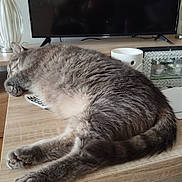 Lucky participe au concours pour gagner de l'argent avec cette photo : candle_holder, cat, cozy, decor, fur, furniture, gray, indoor, mug, napping, papers, paw, pet, relaxing, sleeping, tabby, table, tail, television, wood