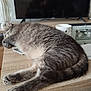 candle_holder, cat, cozy, decor, fur, furniture, gray, indoor, mug, napping, papers, paw, pet, relaxing, sleeping, tabby, table, tail, television, wood