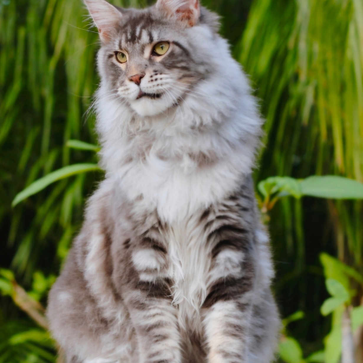 Nitro is registered to the contest to win money with this photo: abyssinian, angora, animal, cat, kitten, manx, pet, siamese, wood