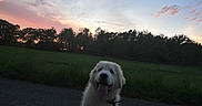 Aïko participe au concours pour gagner de l'argent avec cette photo : dog, white_dog, puppy, happy, tongue_out, sunset, sky, clouds, grass, field, trees, silhouette, outdoor, nature, path, leash, playful, animal, pet, canine