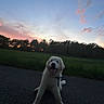 animal, canine, clouds, dog, field, grass, happy, leash, nature, outdoor, path, pet, playful, puppy, silhouette, sky, sunset, tongue_out, trees, white_dog