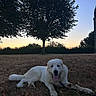 Aïko participe au concours pour gagner de l'argent avec cette photo : dog, white_dog, grass, tree, sunset, outdoor, animal, pet, nature, happy_dog, tongue_out, field, sky, canine, leash, summer, relaxed, mammal, landscape, daylight