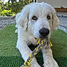 Aïko participe au concours pour gagner de l'argent avec cette photo : dog, puppy, white_dog, toy, braided_toy, outdoor, grass, green_mat, house, porch, tree, daylight, pet, animal, canine, playing, cute, fur, paw, relaxed
