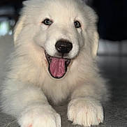 Aïko a rejoint le concours — aidez-le/la à gagner de superbes lots ! puppy, dog, white_fur, fluffy, smiling, tongue_out, lying_down, paws, cute, pet, animal, indoors, floor, close_up, portrait, young_dog, adorable, friendly, happy, domestic_animal