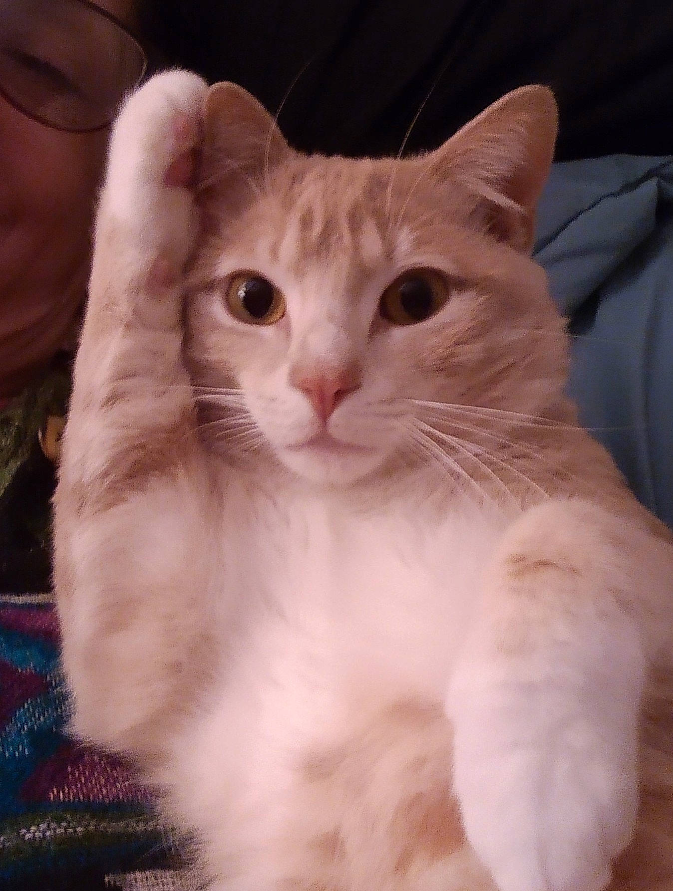 Peyton joined the competition — help win amazing prizes! carnivore, cat, claw, comfort, domestic_short_haired_cat, ear, eye, fawn, felidae, fur, gesture, head, nail, paw, small_to_medium_sized_cats, snout, tail, whiskers, window