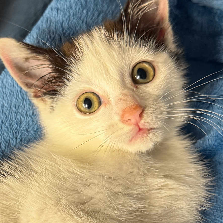 Athéna a rejoint le concours — aidez-le/la à gagner de superbes lots ! animal, blue_towel, cat, closeup, curious, cute, ears, eyes, feline, fluffy, fur, indoor, kitten, nose, paw, pet, resting, soft_texture, whiskers, young