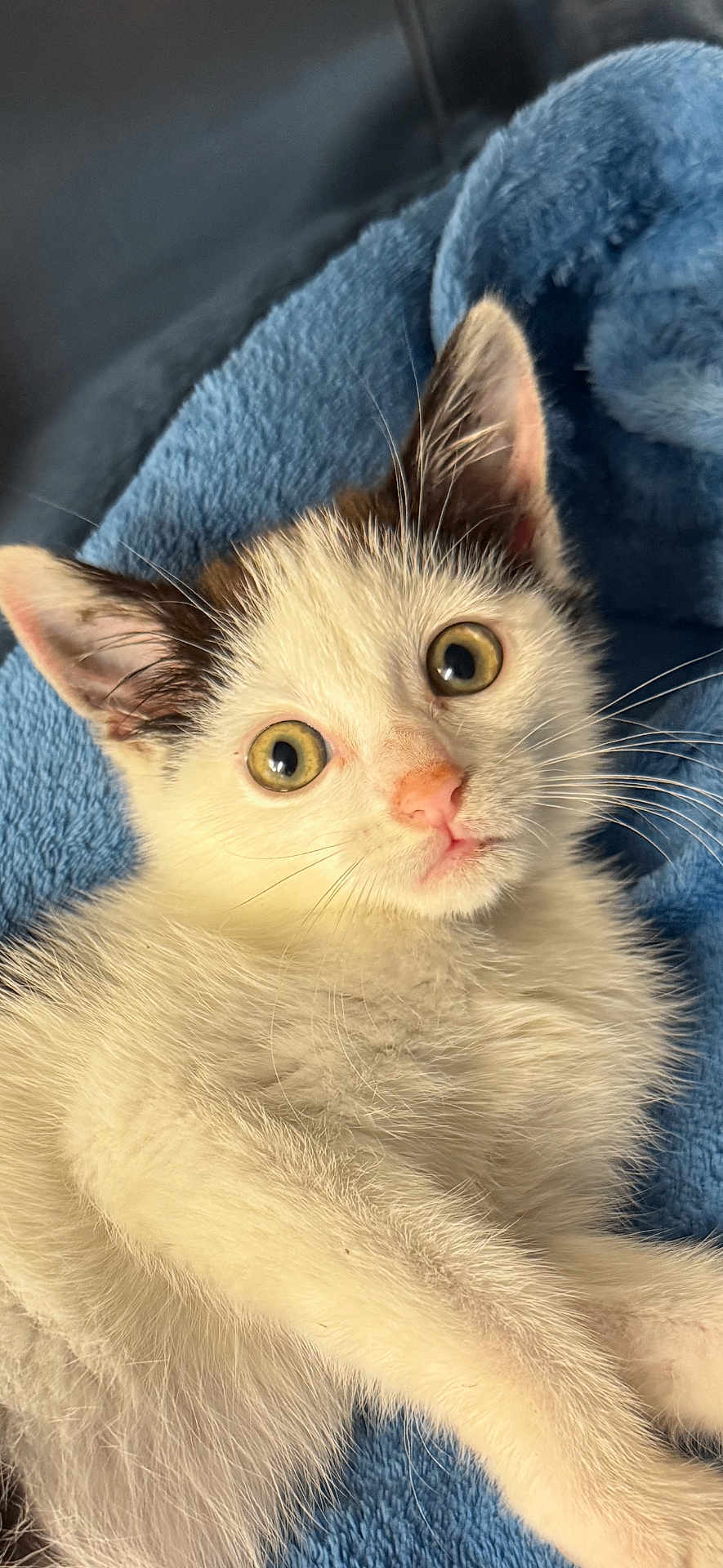 Athéna a rejoint le concours — aidez-le/la à gagner de superbes lots ! kitten, cat, animal, pet, feline, fur, whiskers, ears, eyes, nose, paw, blue_towel, soft_texture, resting, cute, young, closeup, indoor, curious, fluffy