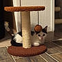 kitten, cat, scratching_post, toy, floor, indoor, curious, black_and_white, feline, pet, furniture, wooden_floor, playful, home, animal, young, resting, cute, whiskers, ears
