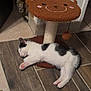 Athéna participe au concours pour gagner de l'argent avec cette photo : kitten, cat, sleeping, floor, scratching_post, toy, indoor, wooden_floor, corner, black_and_white, animal, pet, cute, cozy, resting, fur, paw, whiskers, domestic, small