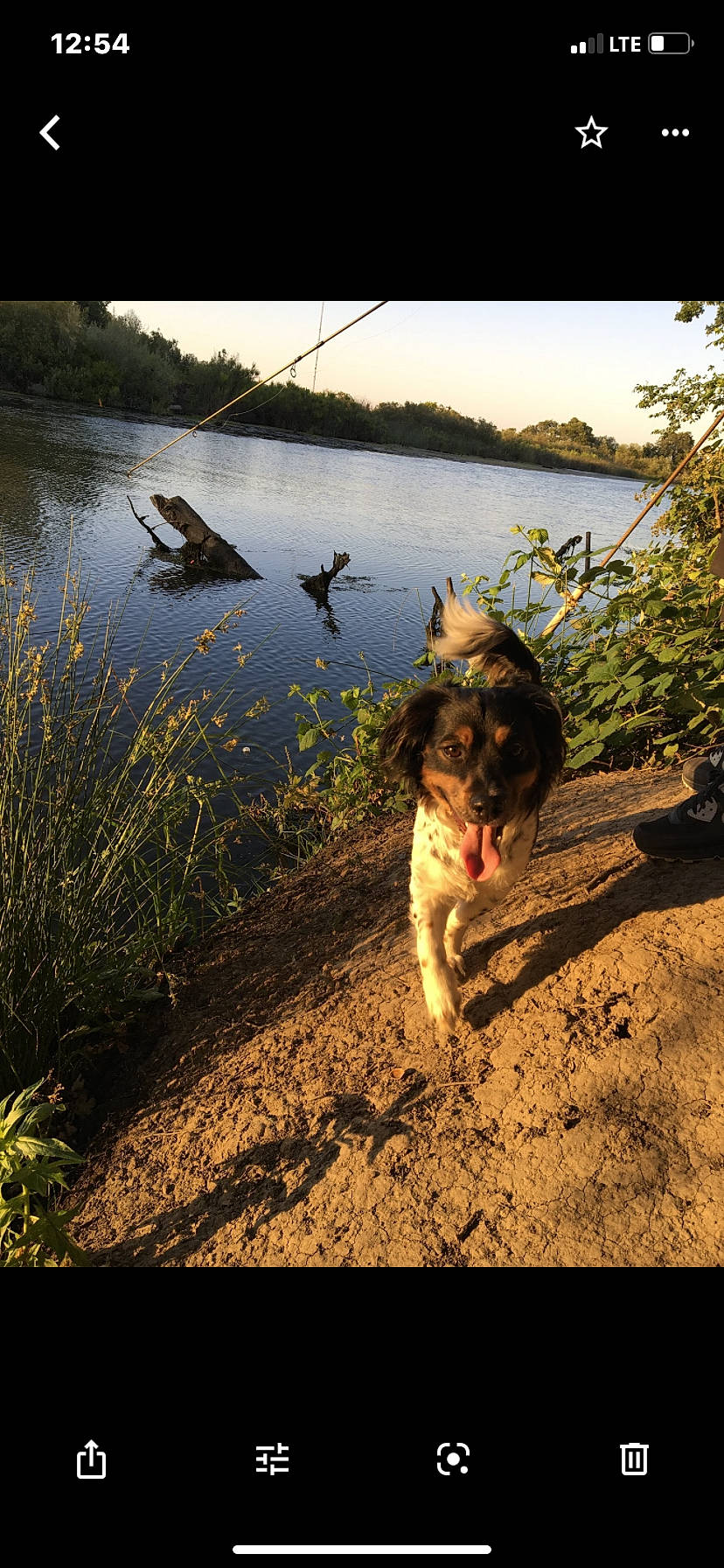 Freddy Dboy From Da Block is registered to the contest to win money with this photo: canidae, fawn, happy, lake, photography, reflection, river, summer, sunlight, tree, water