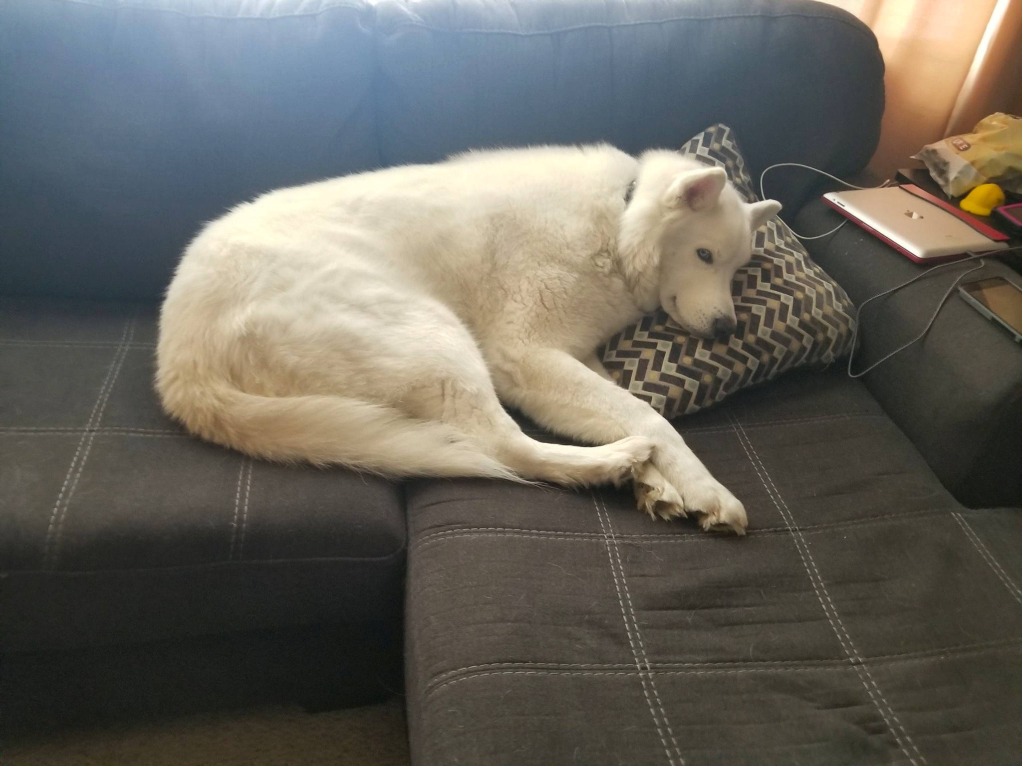 Kota joined the competition — help win amazing prizes! carnivore, cat, comfort, companion_dog, couch, dog_breed, domestic_short_haired_cat, fawn, felidae, flooring, fur, grey, linens, nap, paw, small_to_medium_sized_cats, snout, sporting_group, tail, whiskers