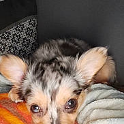 Bella a rejoint le concours — aidez-le/la à gagner de superbes lots ! animal, ball, bed, bedroom, blanket, canine, chihuahua, cockerspaniel, couch, cushion, dog, furniture, homedecor, indoors, papillon, pet, pillow, puppy, room, sport