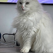 Miya participe au concours pour gagner de l'argent avec cette photo : animal, cable, cat, cute, domestic, ears, electronics, feline, fluffy, fur, indoor, long_hair, looking_away, nose, pet, sitting, tv_screen, whiskers, white_cat, wood_surface