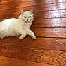 Miya participe au concours pour gagner de l'argent avec cette photo : animal, cat, cozy, cute, domestic_animal, ears, feline, floor, fluffy, fur, home, indoor, lying_down, pet, relaxed, resting, tail, whiskers, white_cat, wooden_floor