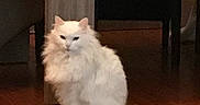 Miya a rejoint le concours — aidez-le/la à gagner de superbes lots ! animal, cat, chair, cozy, cute, domestic_cat, feline, floor, fluffy, furniture, household, indoor, long_hair, looking, mammal, pet, sitting, table, white_cat, wooden_floor