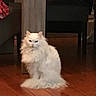 animal, cat, chair, cozy, cute, domestic_cat, feline, floor, fluffy, furniture, household, indoor, long_hair, looking, mammal, pet, sitting, table, white_cat, wooden_floor
