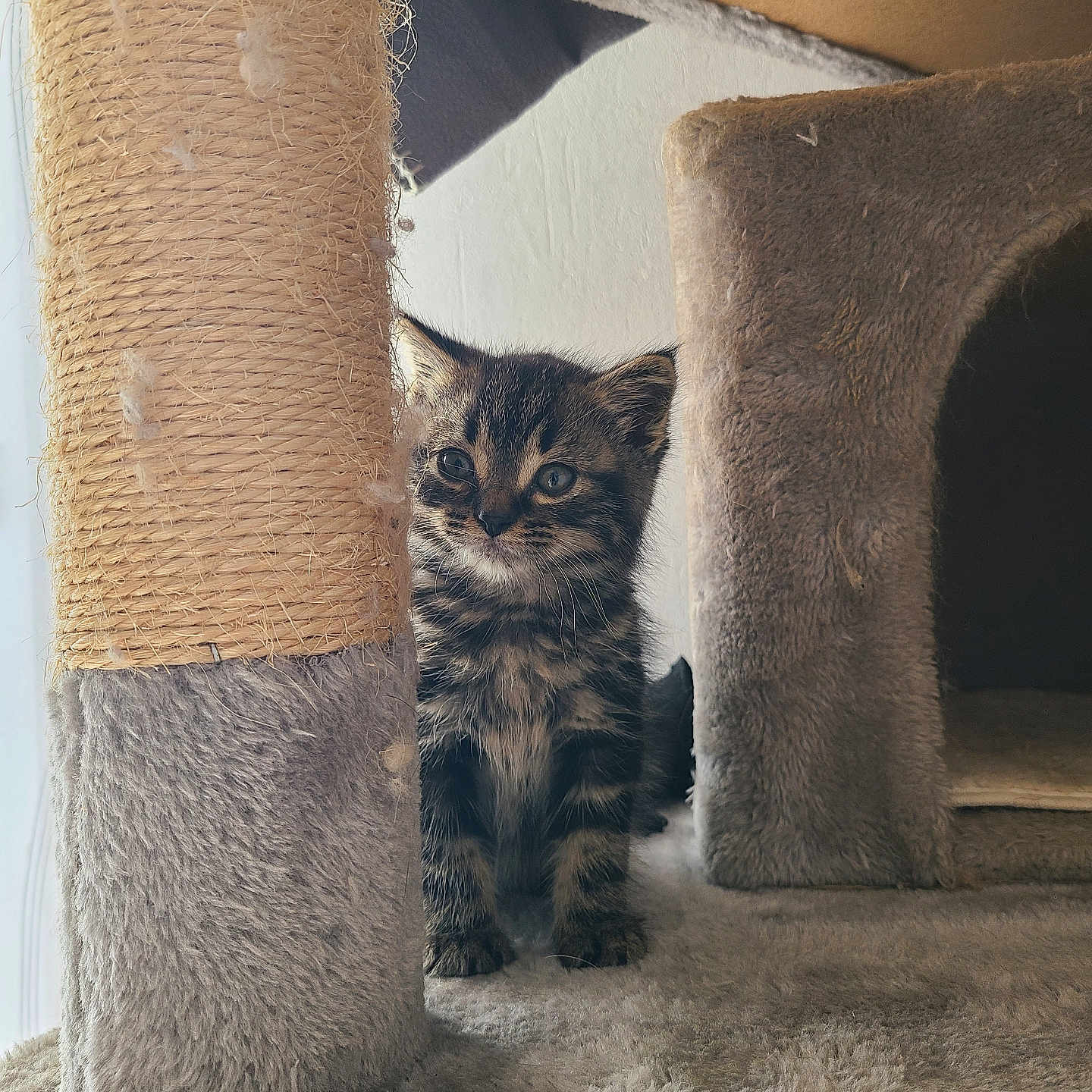 Woody participe au concours pour gagner de l'argent avec cette photo : abyssinian, animal, architecture, building, cat, chair, couch, cushion, den, doghouse, fireplace, furniture, homedecor, indoors, kennel, kitten, manx, pet, siamese, wood