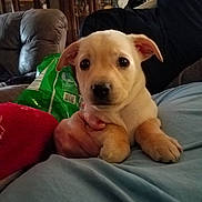 Finlee is registered to the contest to win money with this photo: puppy, dog, pet, cute, indoor, couch, blanket, hand, person, living_room, furniture, relaxing, cozy, young_dog, ears, fur, close_up, comfort, domestic_life, animal