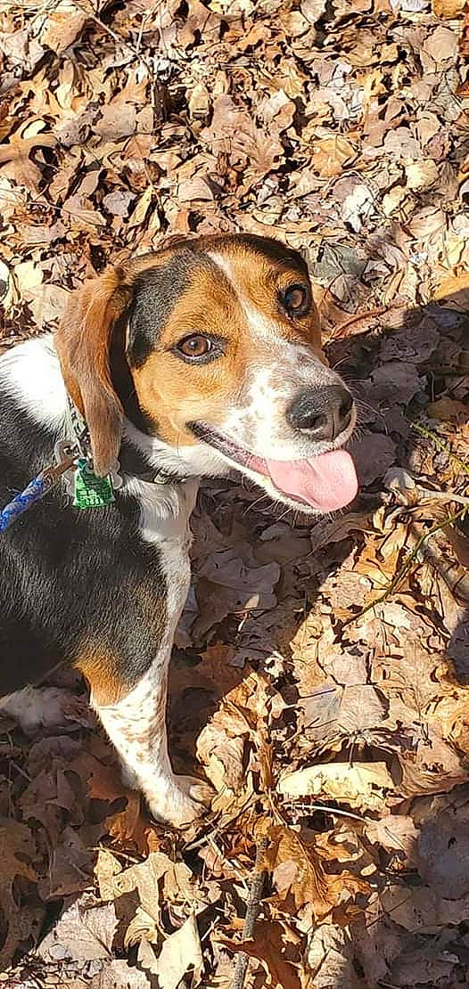 Thunder is registered to the contest to win money with this photo: american_foxhound, beagle, beagle_harrier, canidae, carnivore, dog, dog_breed, english_coonhound, english_foxhound, estonian_hound, finnish_hound, grand_anglo_francais_tricolore, harrier, hound, mammal, mountain_cur, scent_hound, serbian_tricolour_hound, treeing_walker_coonhound, vertebrate