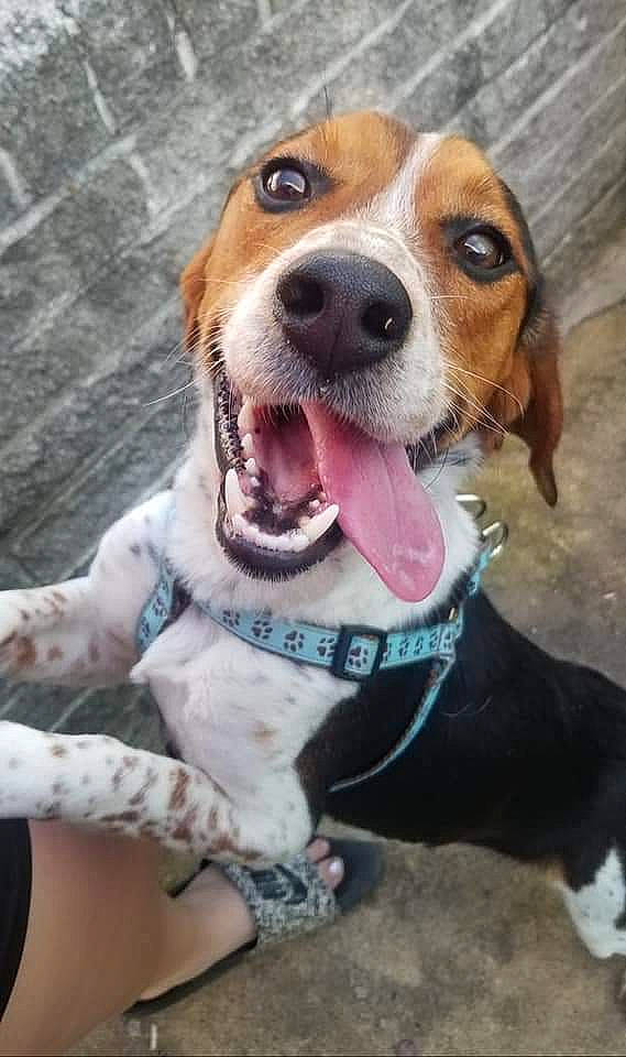 Thunder is registered to the contest to win money with this photo: american_foxhound, beagador, beagle, beagle_harrier, beaglier, canidae, carnivore, companion_dog, coonhound, dog, dog_breed, estonian_hound, finnish_hound, harrier, hound, mammal, rare_breed_dog, snout, treeing_walker_coonhound, vertebrate