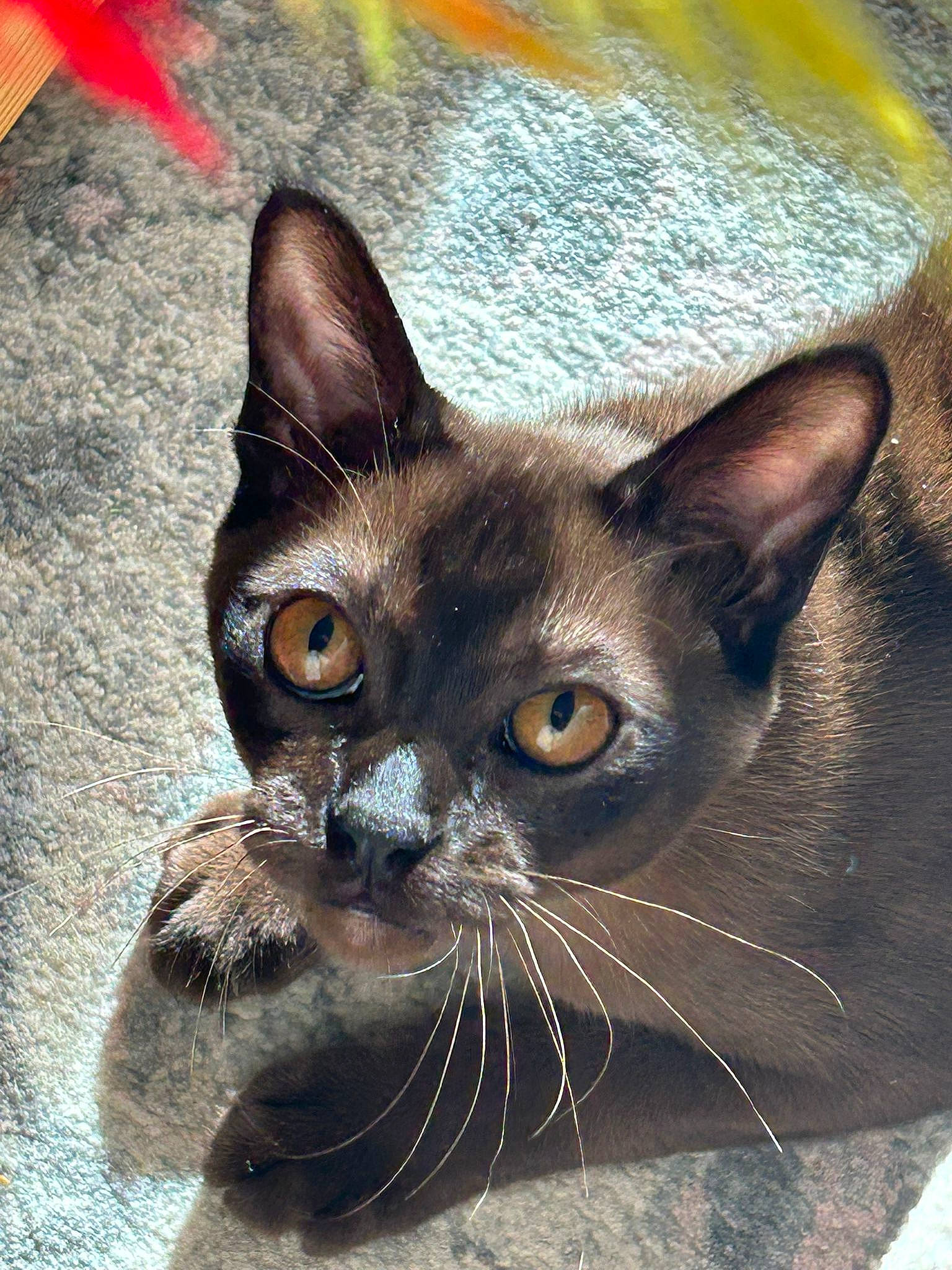 Boba Fett joined the competition — help win amazing prizes! carnivore, cat, close_up, domestic_short_haired_cat, eye, fawn, felidae, fur, head, siamese, small_to_medium_sized_cats, snout, terrestrial_animal, whiskers