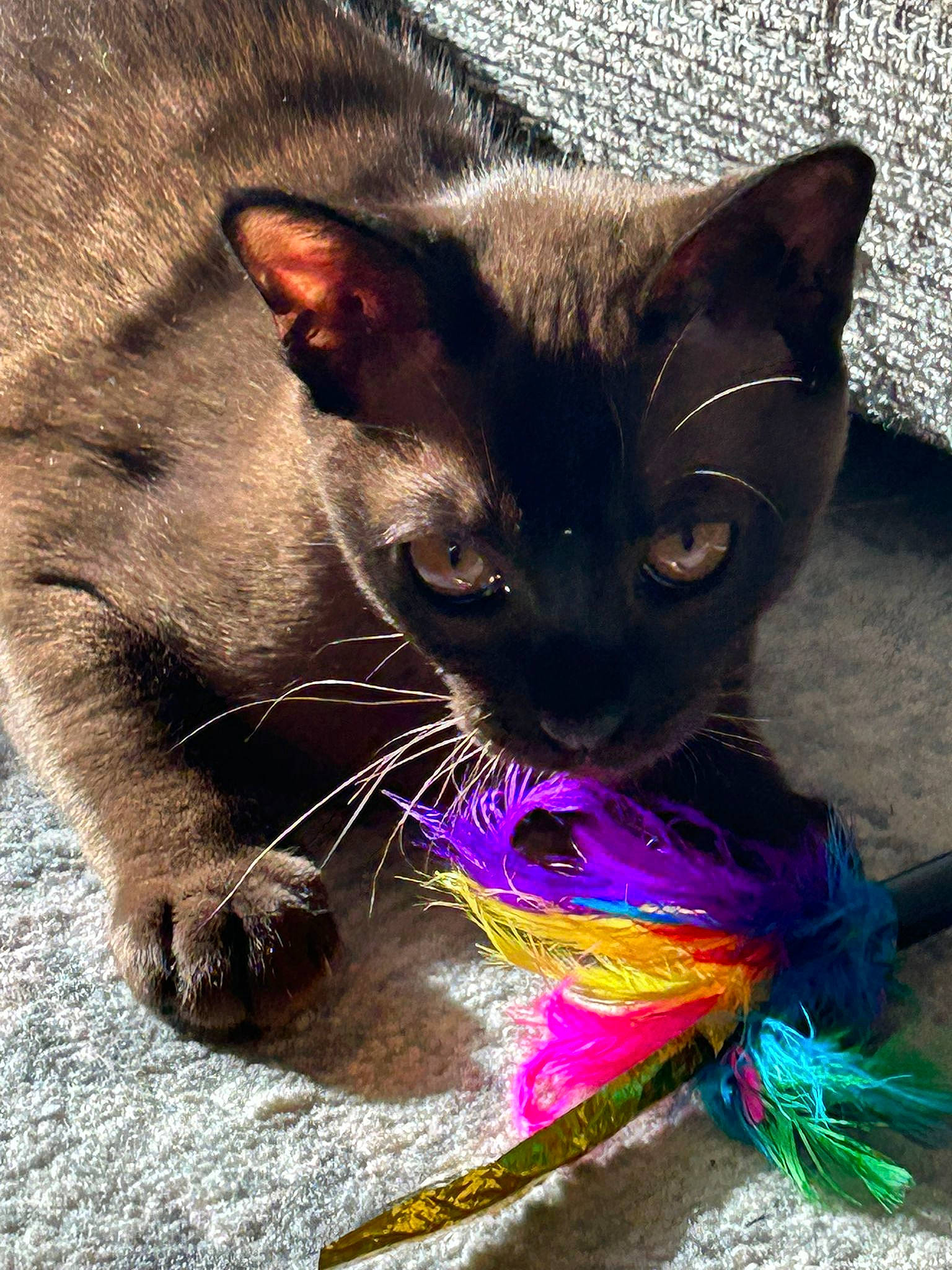 Boba Fett joined the competition — help win amazing prizes! bombay, carnivore, cat, cat_toy, claw, domestic_short_haired_cat, electric_blue, eye, fawn, felidae, fur, grass, magenta, organism, plant, small_to_medium_sized_cats, snout, tail, terrestrial_animal, whiskers