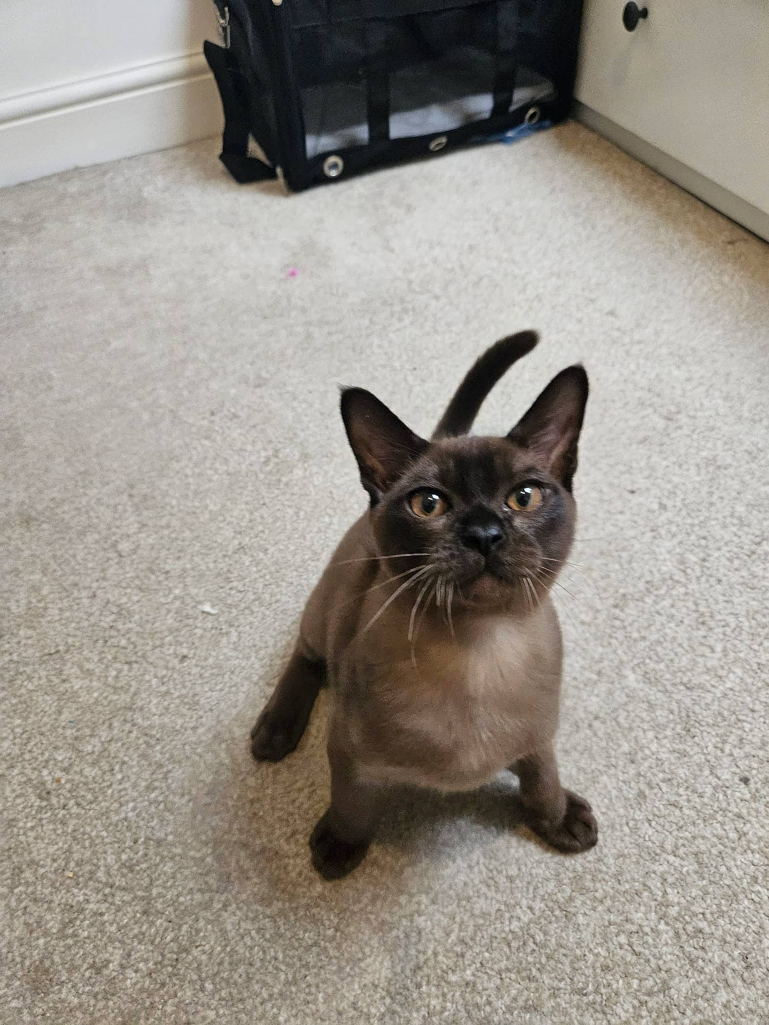 Boba Fett joined the competition — help win amazing prizes! canidae, carnivore, cat, dog_breed, domestic_short_haired_cat, eye, fawn, felidae, floor, flooring, fur, grey, head, human_body, siamese, small_to_medium_sized_cats, snout, tail, thai, whiskers