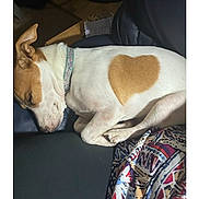 Max joined the competition — help win amazing prizes! animal, brown_fur, close_up, collar, cozy, curled_up, cute, dog, ear, heart_shaped_mark, indoor, leather_surface, patterned_fabric, paw, pet, relaxed, resting, sleeping, snout, white_fur