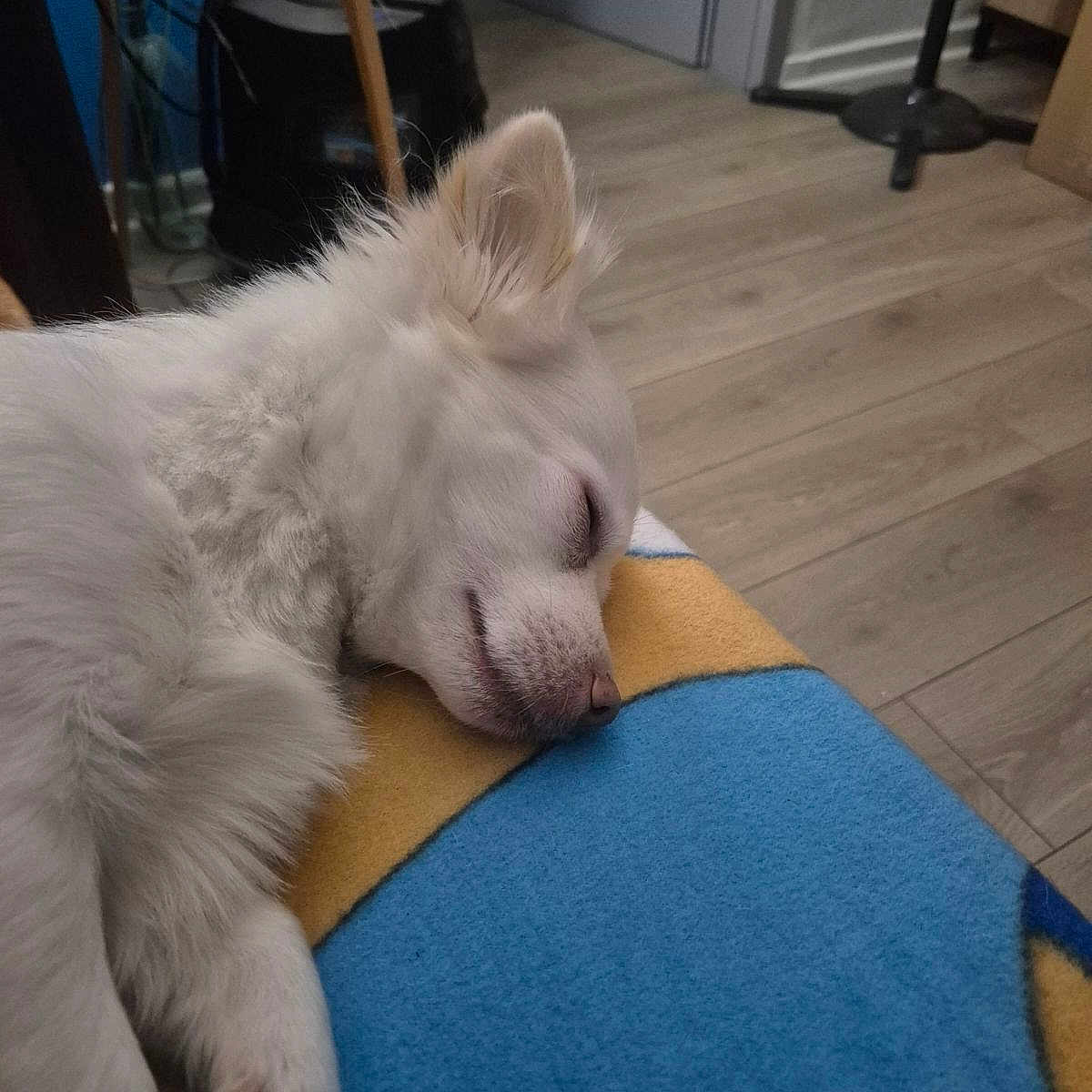 𝖫𝗈𝗎𝗅𝗈𝗎 participe au concours pour gagner de l'argent avec cette photo : animal, ball, canine, dog, eskimodog, hardwood, homedecor, husky, indoors, interiordesign, mat, person, pet, puppy, sleeping, sport, tennis, tennisball, whitedog, wood